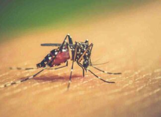 dengue