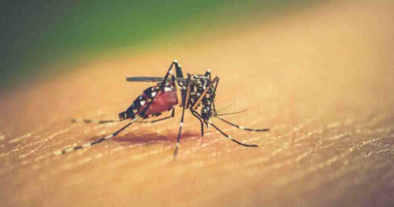 ডেঙ্গু আক্রান্তের সংখ্যা ১৮ হাজার ছাড়াল
