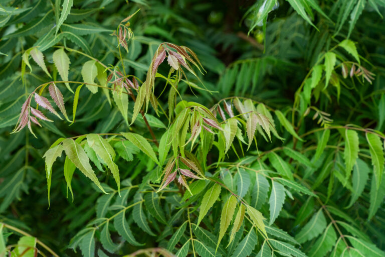 চুলের খুসকি দূর করতে সাহায্য করে নিম পাতা