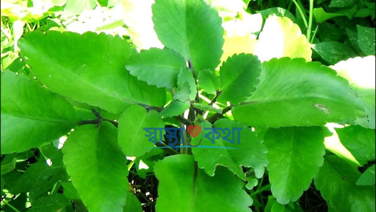 উচ্চ রক্তচাপ নিয়ন্ত্রনে পাথরকুচি পাতার গুনাগুন