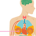 Breast Cancer Effects