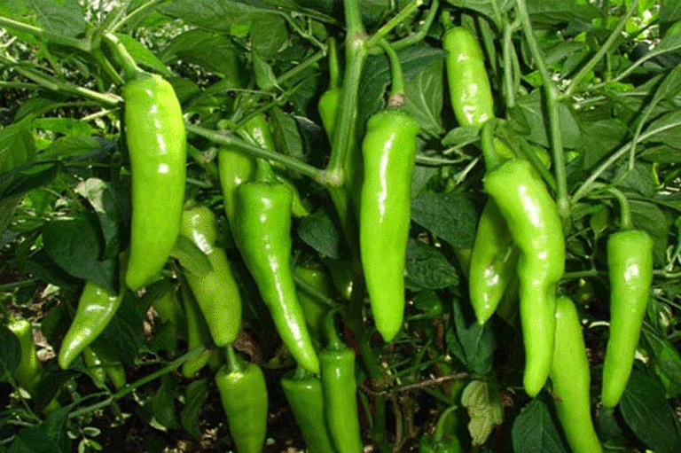 কাঁচা মরিচের অসাধারণ কিছু স্বাস্থ্য উপকারিতা