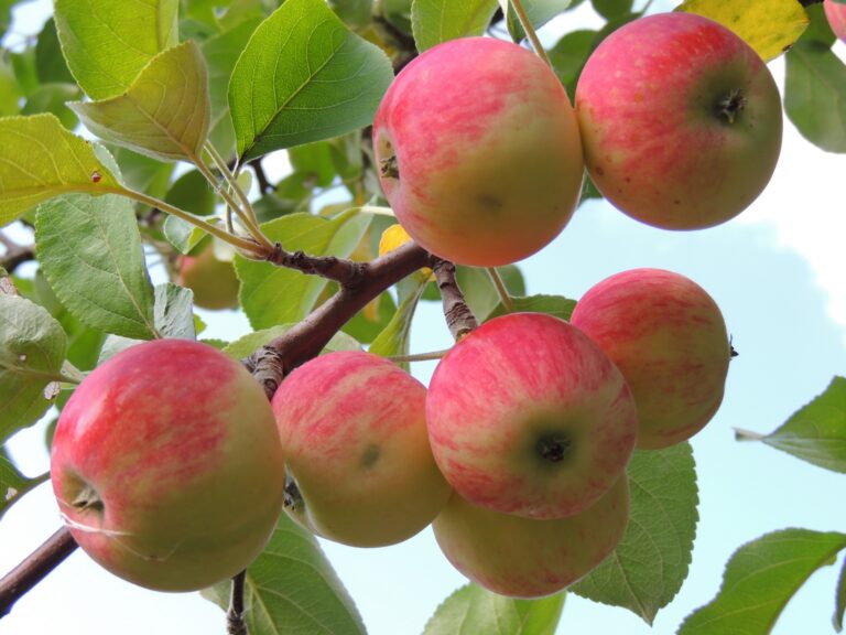 প্রতিদিন আপেল খাওয়ার উপকারিতা