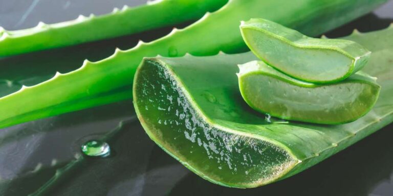 ঘৃতকুমারীর বিস্ময়কর যত গুণ