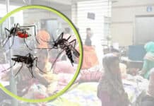 dengue