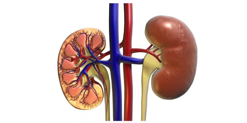কিডনির রোগের আসল কারণ খুঁজে পেলেন গবেষকরা